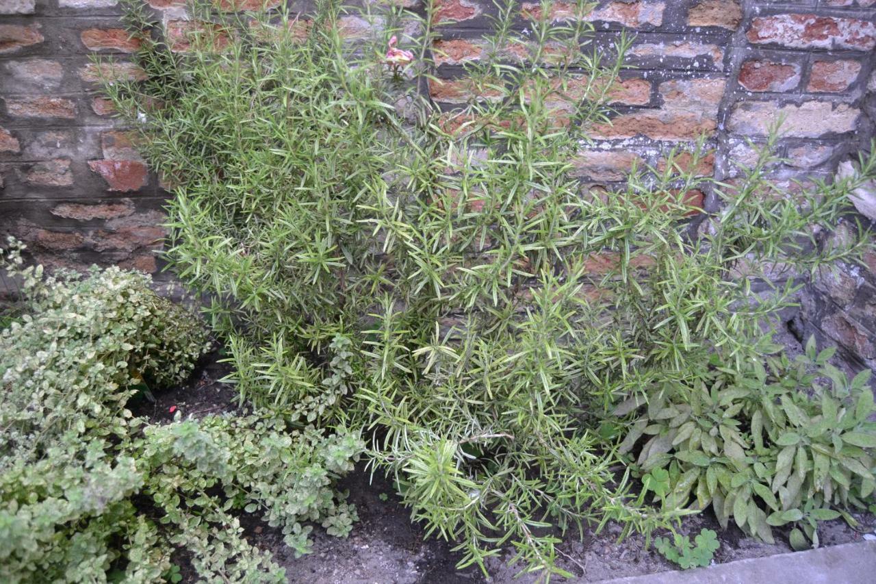 Ca' Ermina & Garden Appartamento