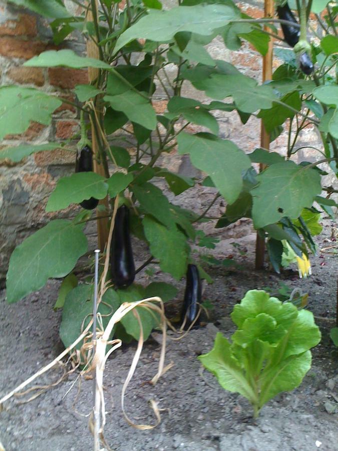Lejlighed Ca' Ermina & Garden *